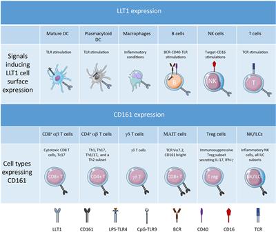 LLT1-CD161 Interaction in Cancer: Promises and Challenges